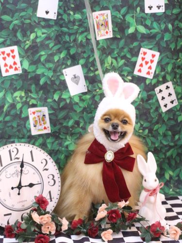 20250429ルルちゃん